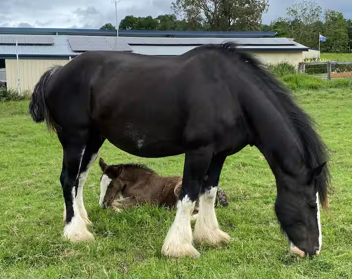 Farm Stay accommodation in beautiful Queenslander, view shire horses, kangaroos and views